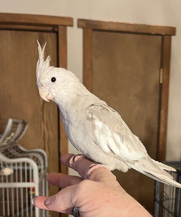 cockatiel-for-sale