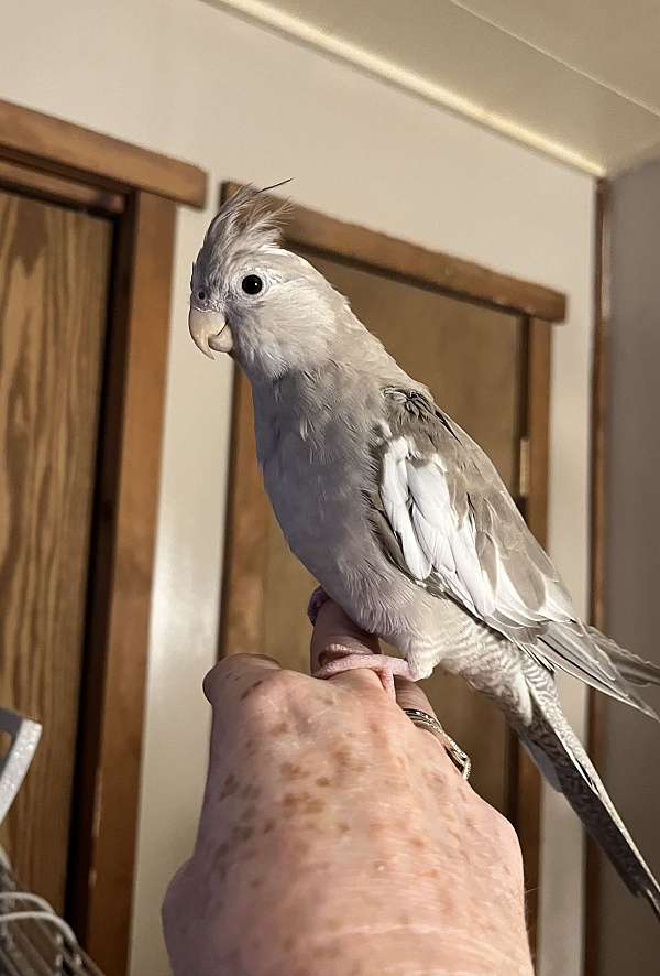 cockatiel-for-sale