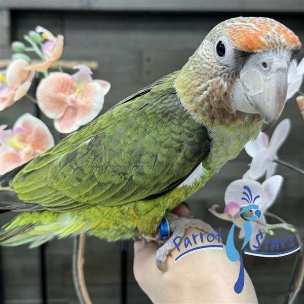 parrot-for-sale