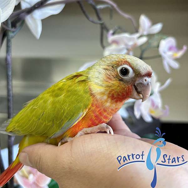 green-cheek-conure-for-sale