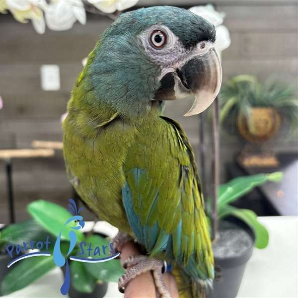 macaw-for-sale