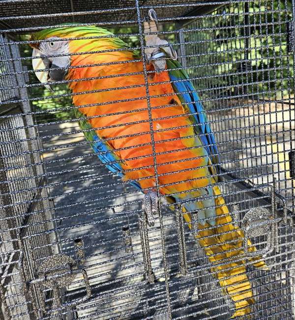 macaw-for-sale-in-lisle-il