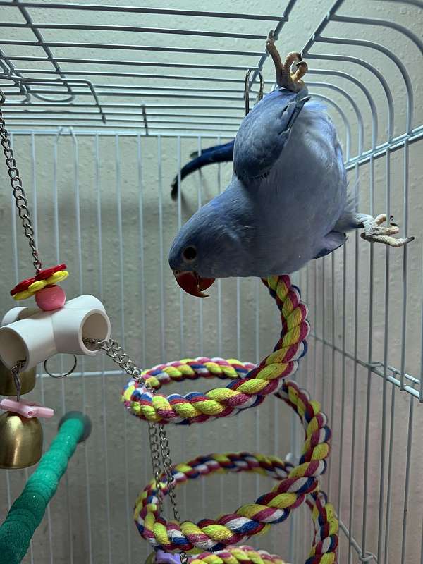 parrot-for-sale