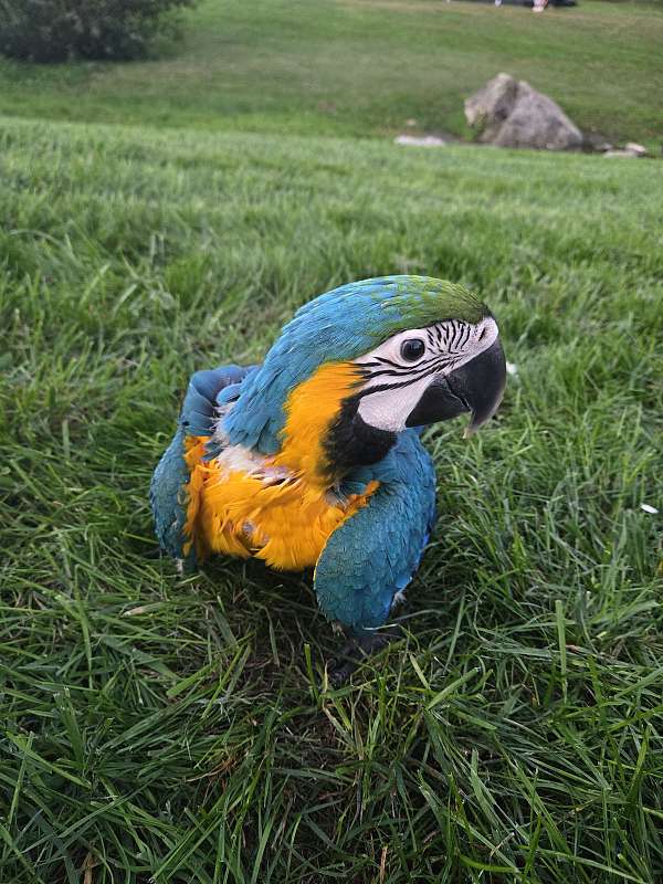 blue-gold-macaw-for-sale