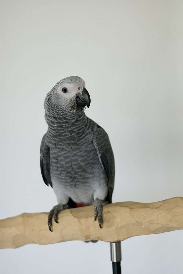 congo-african-grey-parrot-for-sale