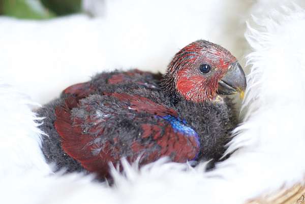 solomon-island-eclectus-parrots-for-sale-in-west-st-paul-mn