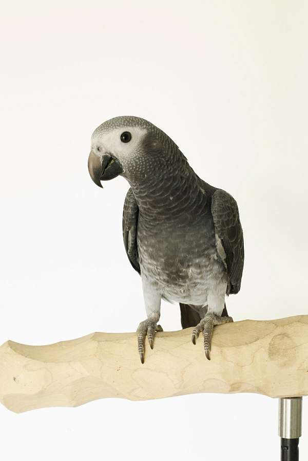 timneh-african-grey-parrot-for-sale-in-west-st-paul-mn