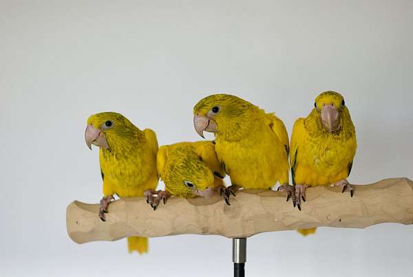 golden-conure-for-sale-in-west-st-paul-mn