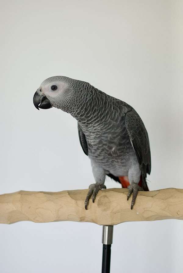 eclectus-parrots-for-sale-in-west-st-paul-mn