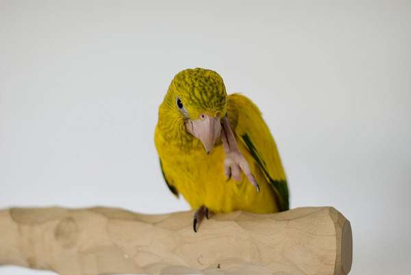 parrot-for-sale-in-west-st-paul-mn