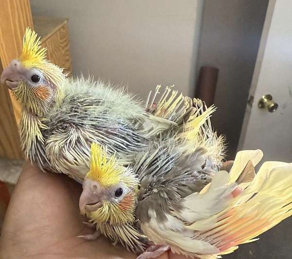 cockatiel-for-sale