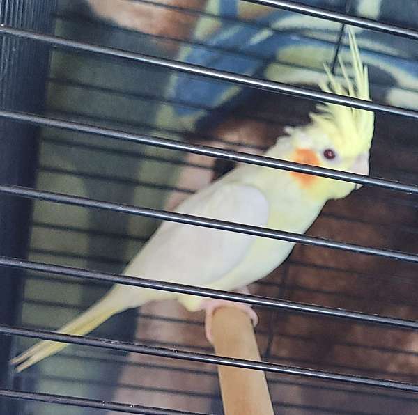 cockatiel-for-sale-in-eunice-la