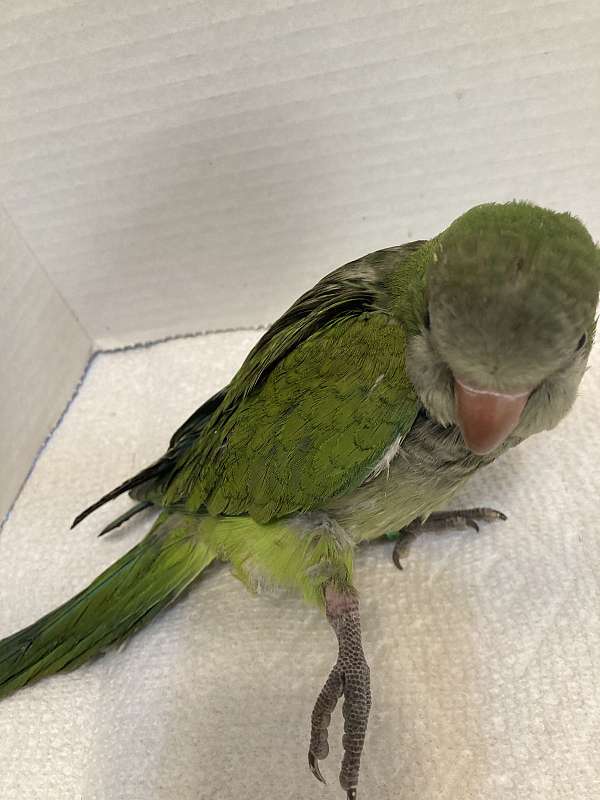 quaker-parrots-for-sale