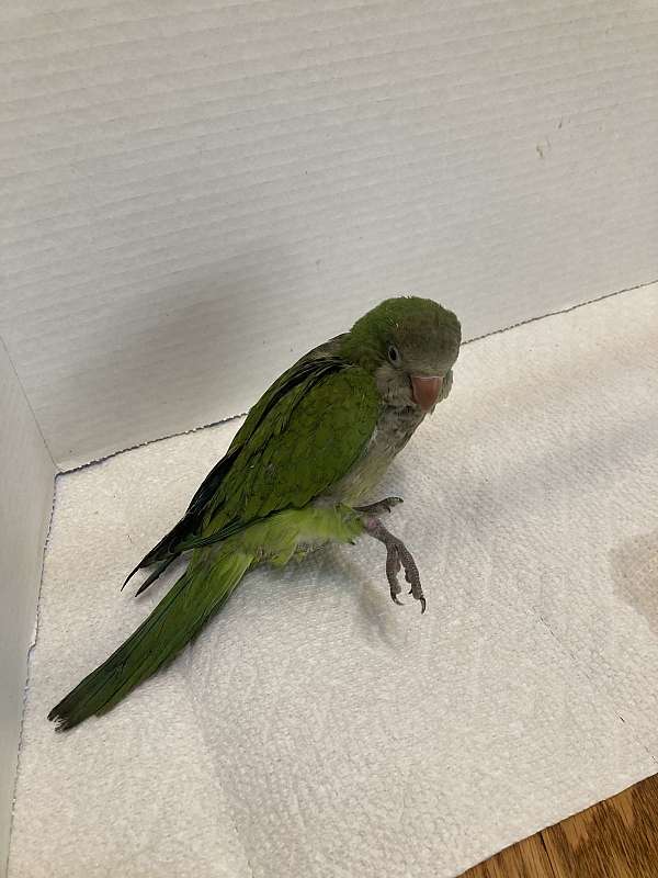 green-quaker-parrots-for-sale