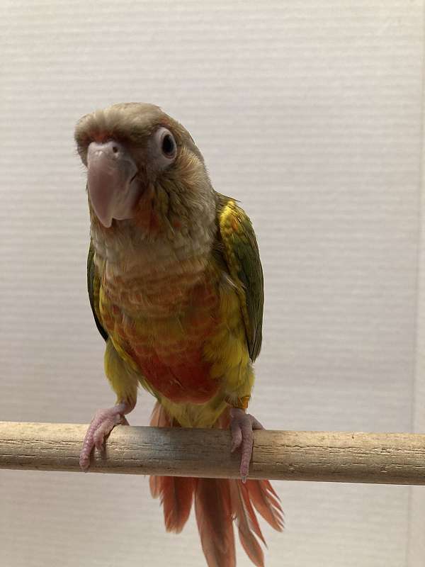 green-cheek-conure-for-sale