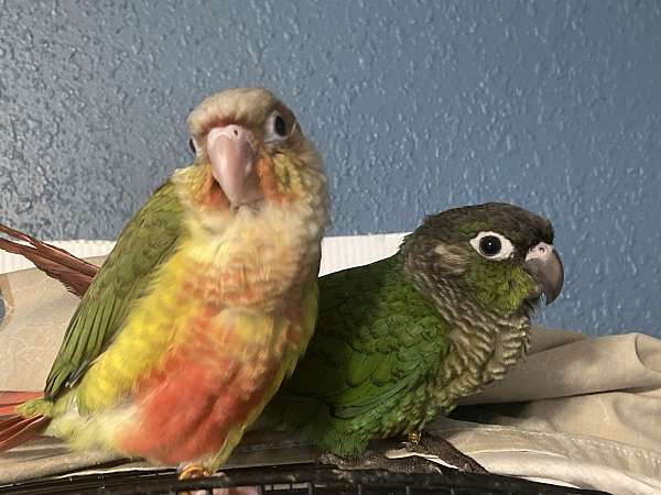 green-green-cheek-conure-for-sale