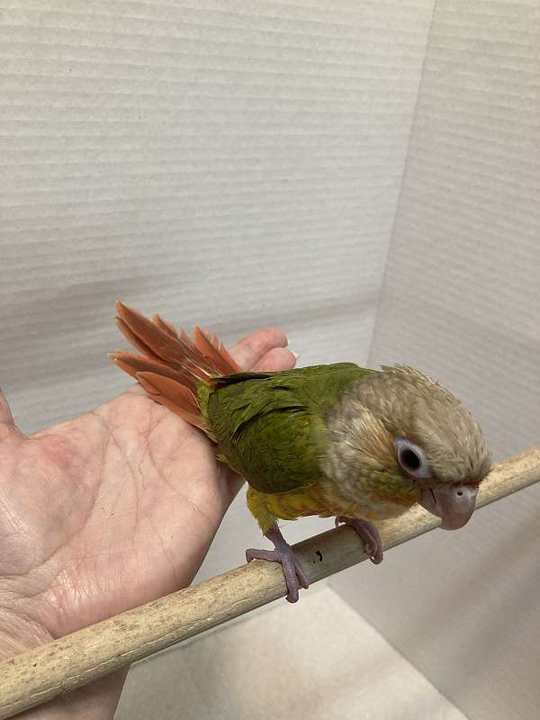 pineapple-green-cheek-conure-for-sale