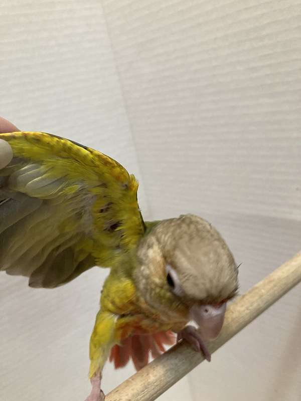 yellow-green-cheek-conure-for-sale