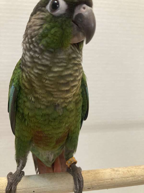 green-cheek-conure-for-sale