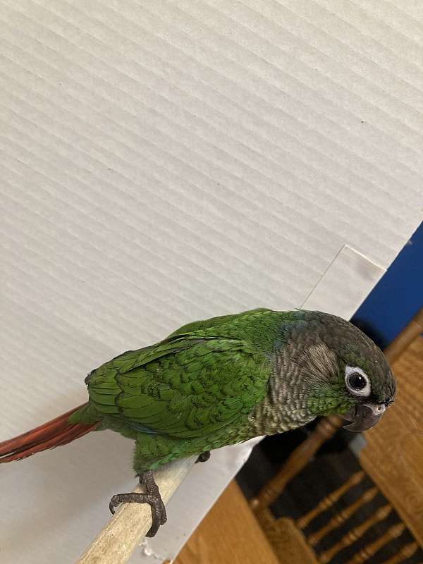 blue-green-cheek-conure-for-sale