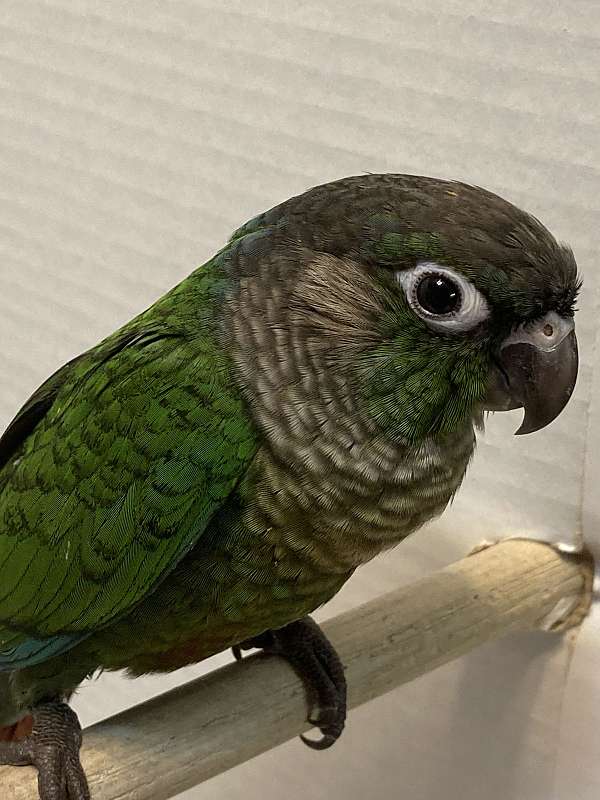 green-green-cheek-conure-for-sale