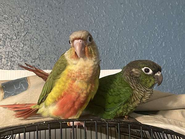 red-green-cheek-conure-for-sale