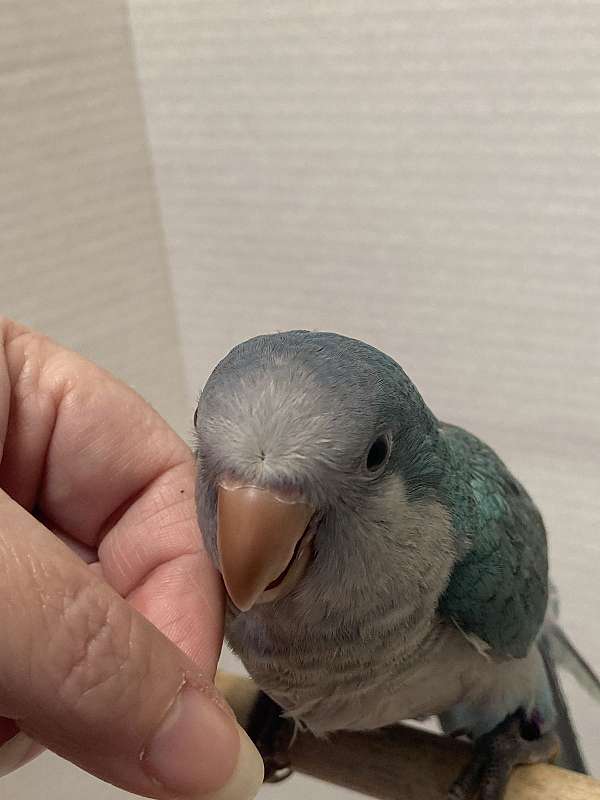 blue-quaker-parrots-for-sale