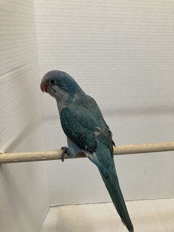 blue-bird-for-sale