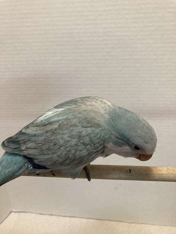 quaker-parrots-for-sale