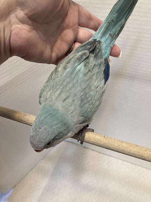 blue-opaline-quaker-parrots-for-sale