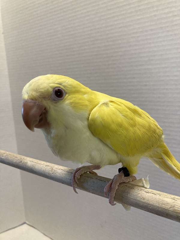 lutino-yellow-quaker-parrots-for-sale