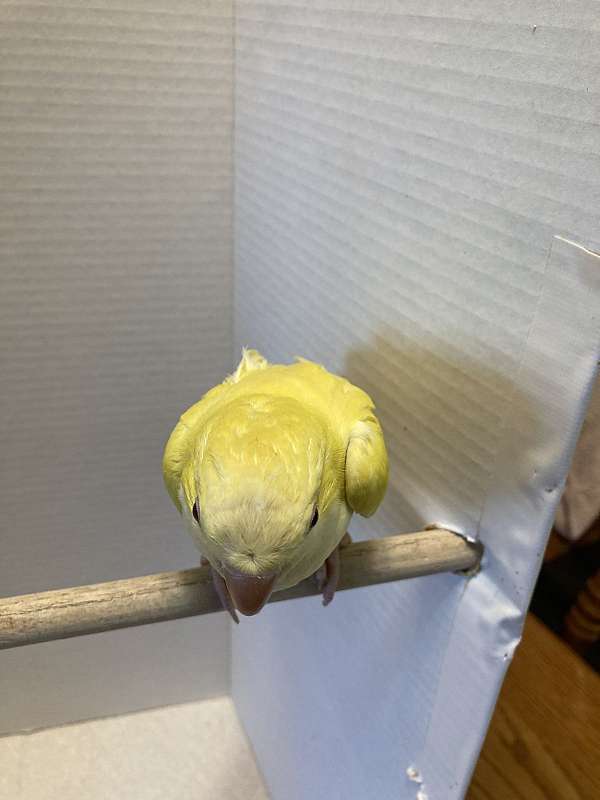 lutino-yellow-bird-for-sale