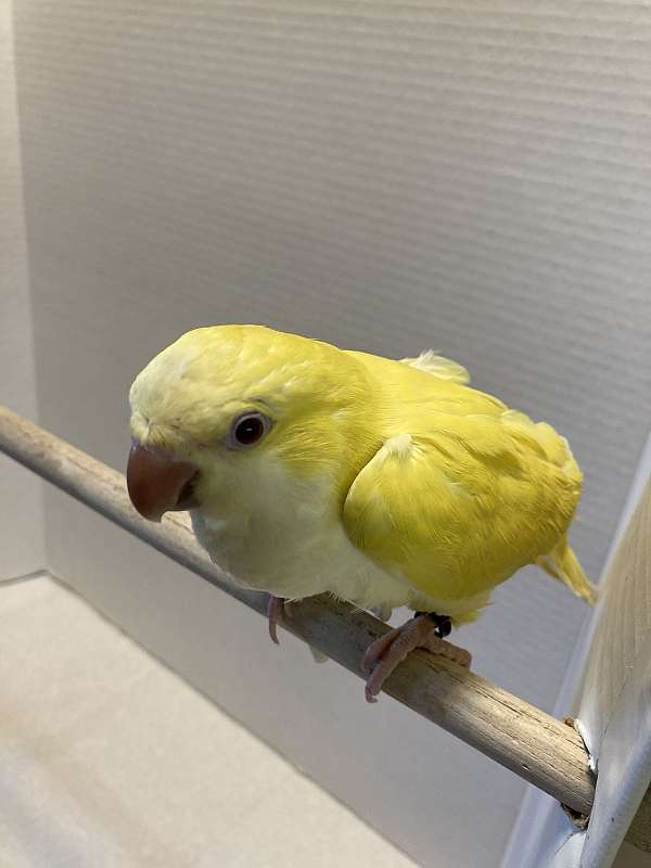 small-lutino-yellow-bird-for-sale