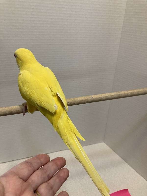 lutino-yellow-quaker-parrots-for-sale