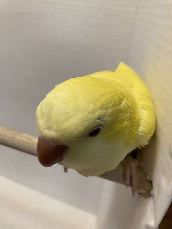 lutino-yellow-bird-for-sale