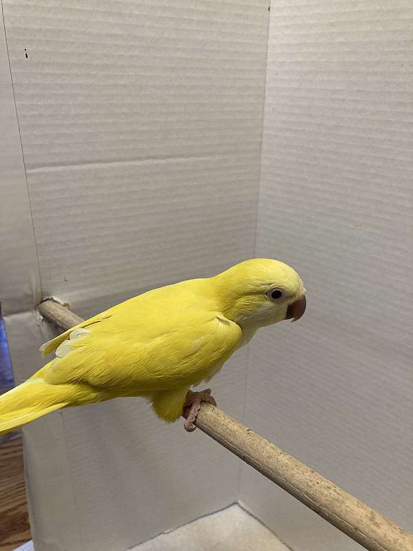 small-lutino-yellow-bird-for-sale