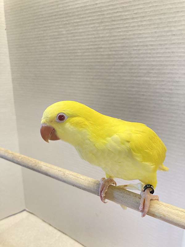 quaker-parrots-for-sale