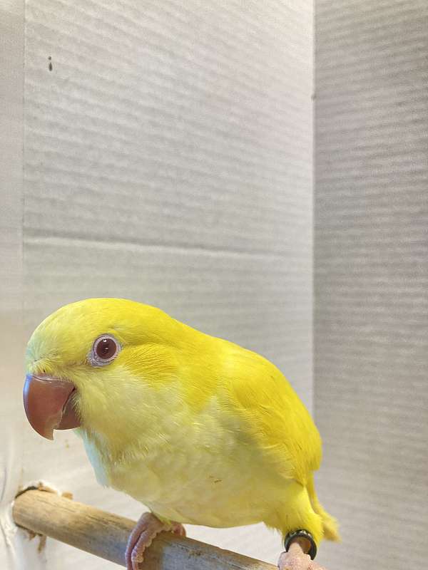 lutino-yellow-quaker-parrots-for-sale