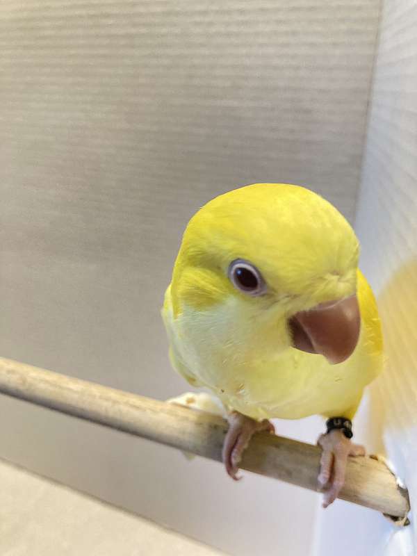 lutino-yellow-bird-for-sale