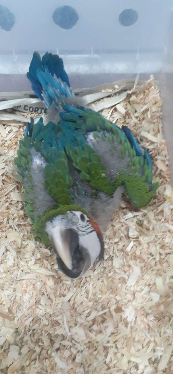 handfed-pet-blue-gold-macaw-for-sale