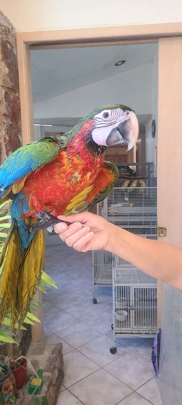 handfed-pet-blue-gold-macaw-for-sale