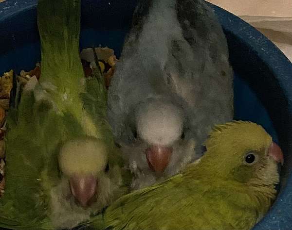 quaker-parrots-for-sale