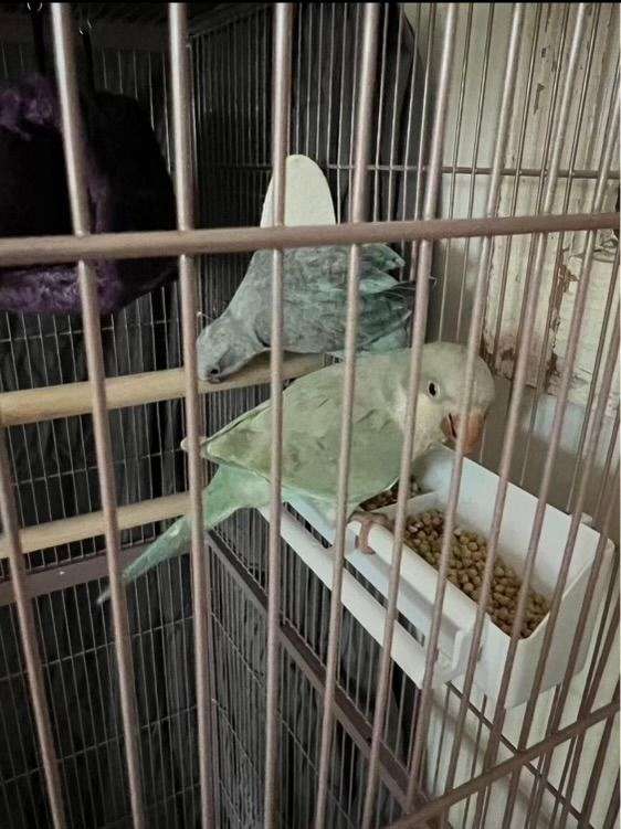 small-large-quaker-parrots-for-sale