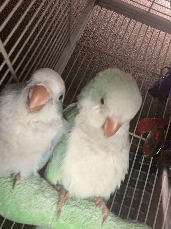 quaker-parrots-for-sale