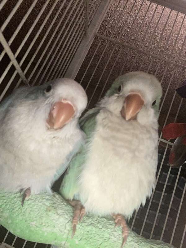 young-quaker-parrots-for-sale