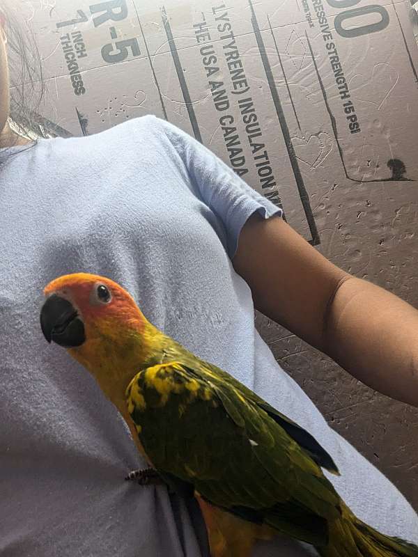 sun-conure-for-sale