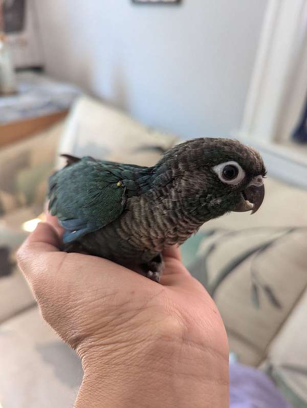 green-cheek-conure-for-sale