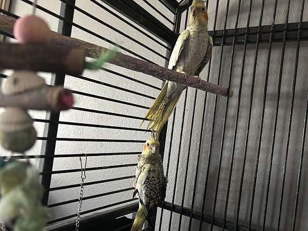 adult-bird-for-sale-in-mankato-mn