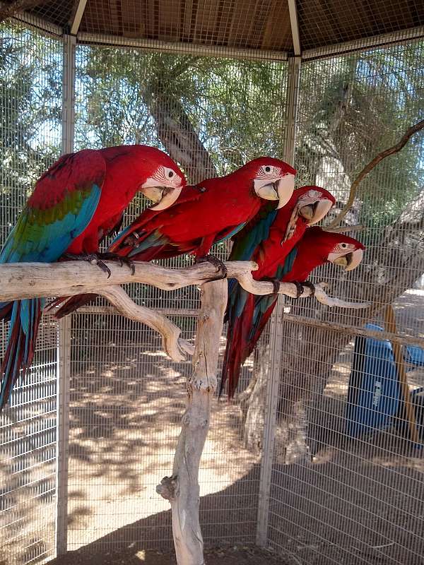 green-bird-for-sale-in-mesa-az