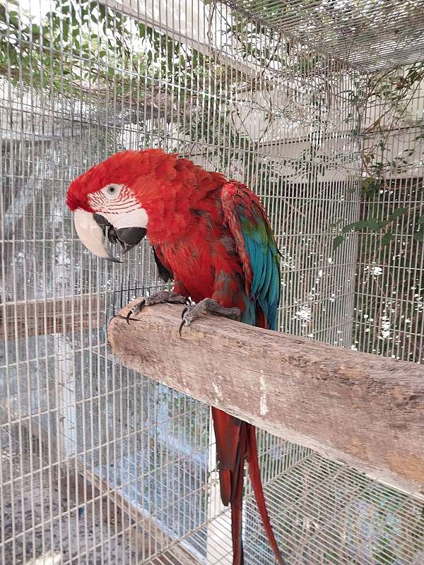 green-wing-macaw-for-sale-in-mesa-az